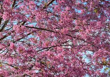 Güneşli bir gün ilkbaharda, kiraz çiçeği. Kiraz kısa bir büyüme mevsimi var ve en ılıman enlemlerde içinde büyüyebilir. Kapandı.