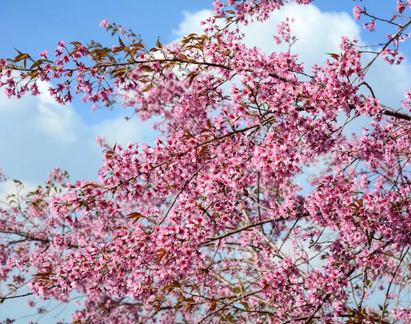 Рожева Вишня Цвіте Навесні Сонячний День — стокове фото
