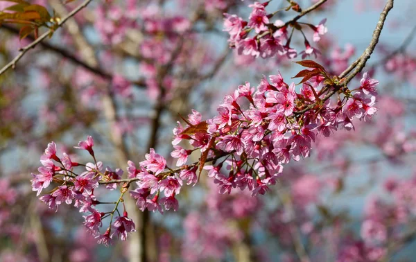 Cherry Flowers Branch Tree Springtime Sunny Day — Stock Photo, Image