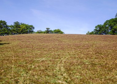 Çim hill Dalat, Vietnam ile manzara. Dalat hills, çam ormanlar, göller ve şelaleler çevrilidir.