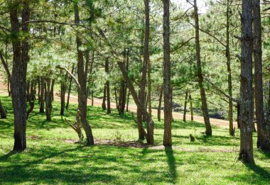 Dalat, Vietnam güneşli bir günde, çam ormanları ile manzara. Dalat bir çare olarak 1900'lerin başlarında Fransızlar tarafından geliştirildi.