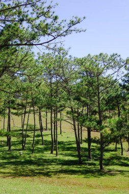 Dalat, Vietnam için güneşli bir gün ormanda çam ağaçları. Dalat bir çare olarak 1900'lerin başlarında Fransızlar tarafından geliştirildi.