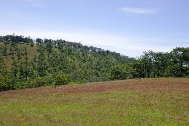 Dalat, Vietnam için kırmızı çimen hill ve çam ormanlar. Dalat hills, çam ormanlar, göller ve şelaleler çevrilidir.