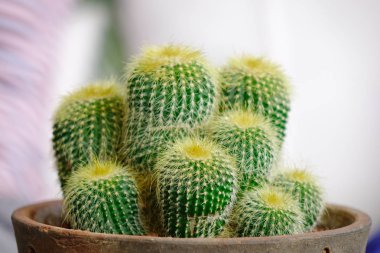 Şekilli kaktüs pota uzun dikenler ile kapatın. Sığ Dof.