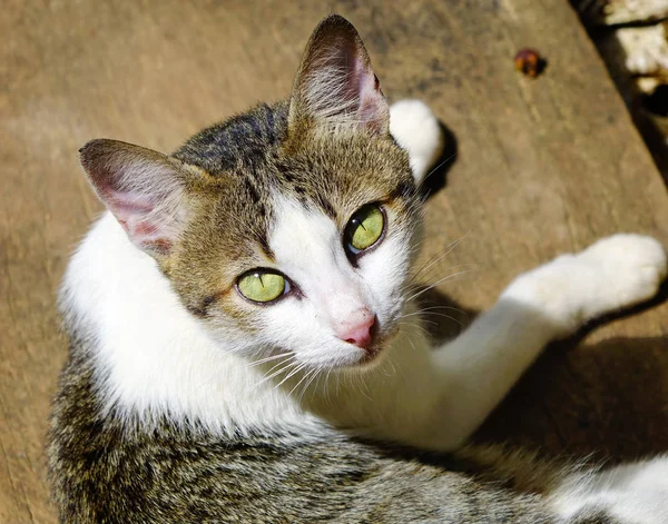 Ahşap Katta Oturan Kameraya Bakarak Bir Kedi — Stok fotoğraf