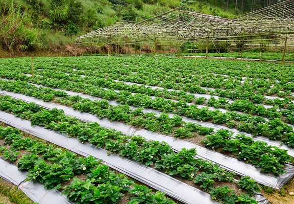 Granja Agrícola Campo Fresas Día Soleado Dalat Provincia Lam Dong — Foto de Stock