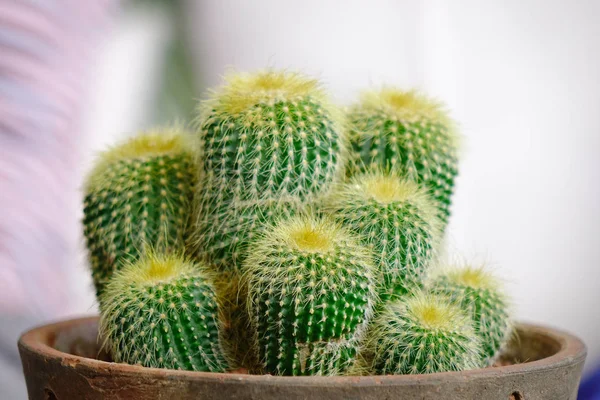 Şekilli kaktüs pota uzun dikenler ile kapatın. Sığ Dof.