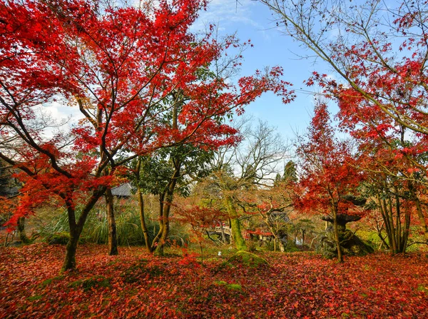 Paysage Automne Avec Des Érables Dans Forêt Kyoto Japon — Photo