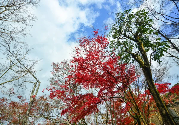 Sonbahar Sahne Ile Akçaağaç Kyoto Japonya Için Mavi Gökyüzü Altında — Stok fotoğraf