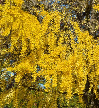 Ginkgo ağacı Osaka, Japonya'da şehir park sarı yaprakları ile. Kapalı-up.