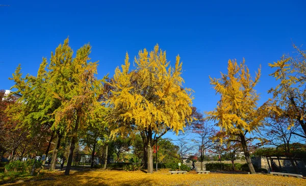 Осенний Пейзаж Большим Количеством Деревьев Городском Парке Осаке Япония — стоковое фото