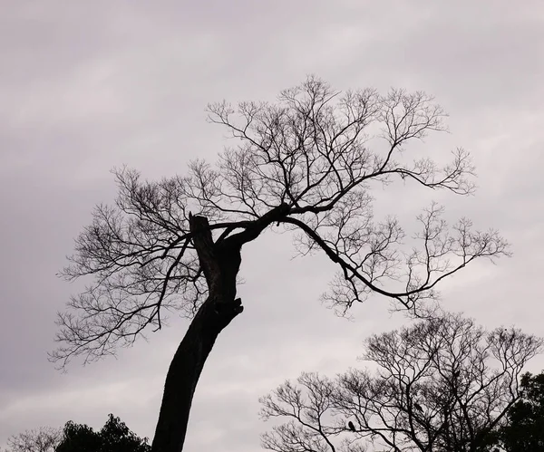 Árvore Seca Com Céu Cinzento Inverno Kyoto Japão — Fotografia de Stock