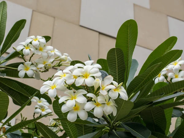 Λευκά Και Κίτρινα Λουλούδια Plumeria Frangipani Φύλλα — Φωτογραφία Αρχείου