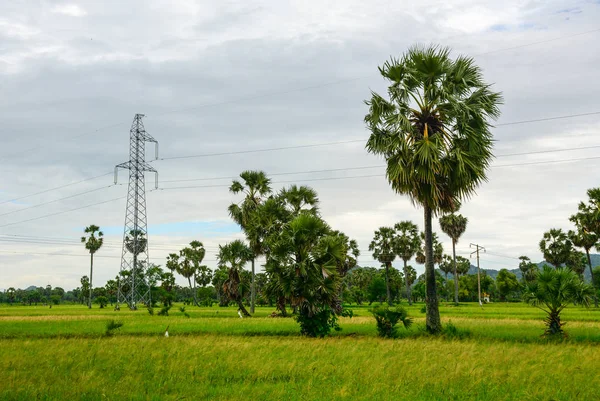 Paisagem Campo Mekong Delta Sul Vietnã Campos Arroz Com Palmeiras — Fotografia de Stock