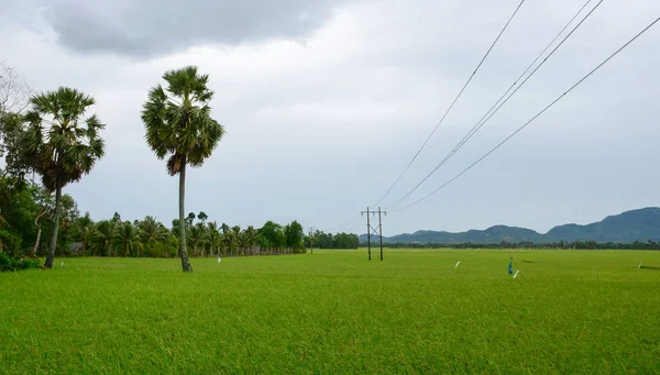 Landskap Landsbygden Mekong Delta Vietnam Risfält Med Palmer Solnedgången — Stockfoto