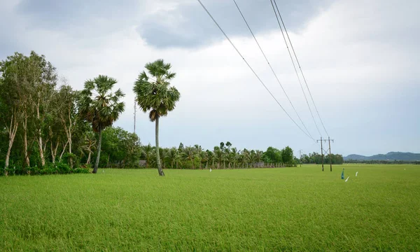 Paisaje Del Campo Delta Del Mekong Vietnam Campo Arroz Verde — Foto de Stock