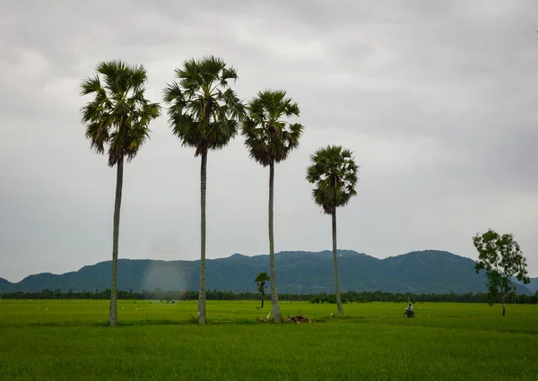 Fekvő Vidék Mekong Delta Vietnam Rizsföldek Pálmafákkal Esős Napon — Stock Fotó