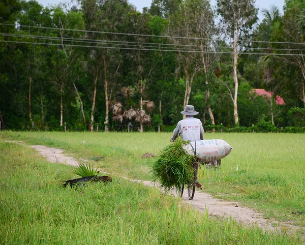 Giang Vietnã Agosto 2016 Fazendeiro Carregando Grama Estrada Rural Mekong — Fotografia de Stock