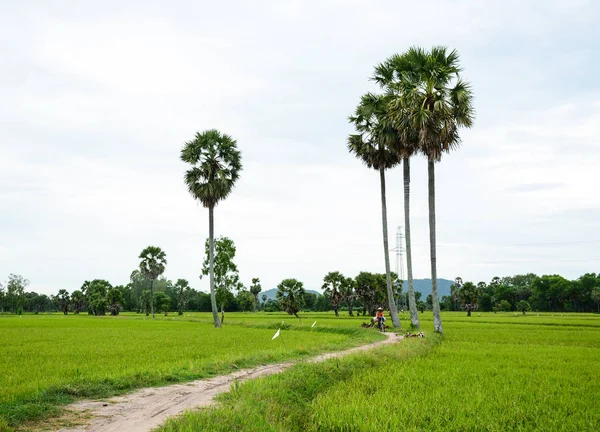 Fekvő Vidék Mekong Delta Vietnam Vidéki Úton Pálmafákkal Rizs Mező — Stock Fotó