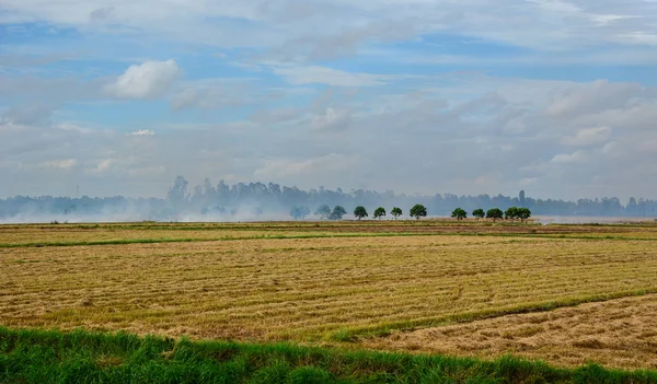 Landscape Countryside Mekong Delta Vietnam Rice Field Harvesting Blue Sky — Stock Photo, Image