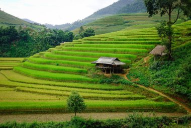 Sapa, Kuzey Vietnam teraslı pirinç tarlaları Hmong müesseseden. Sa Pa Kuzeybatı Vietnam Çin sınırına yakın bir şehirdir.