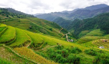 Teraslı pirinç tarlaları Vietnam peyzaj 