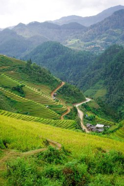 Teraslı pirinç tarlaları Vietnam peyzaj 