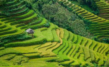Teraslı pirinç tarlaları Vietnam peyzaj 