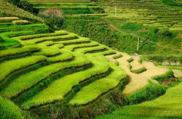 北越南老彩梯田景观 水稻梯田是在丘陵地区或山区从大自然中声称的山坡 — 图库照片