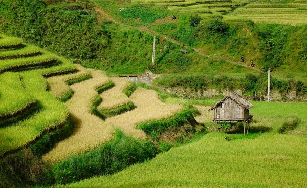 Краєвид Тераси Рисових Полів Круглим Північного Єтнаму Круглим Сільськогосподарських Базі — стокове фото