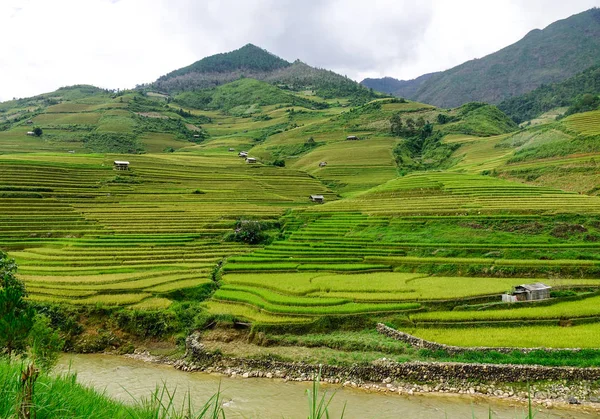 Landschaft Terrassenförmiger Reisfelder Cang Chai Nordvietnam Cang Chai Liegt Der — Stockfoto