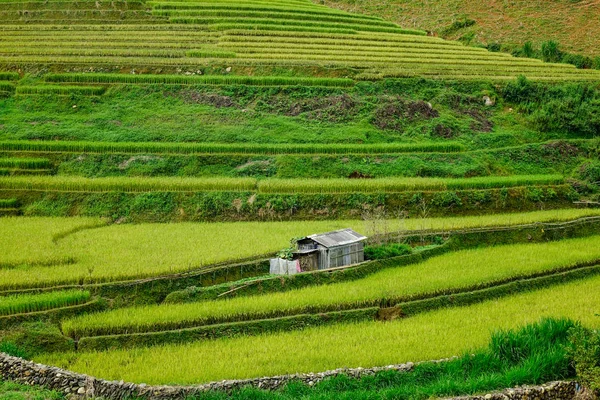 Landschaft terrassenförmiger Reisfelder in Vietnam — Stockfoto