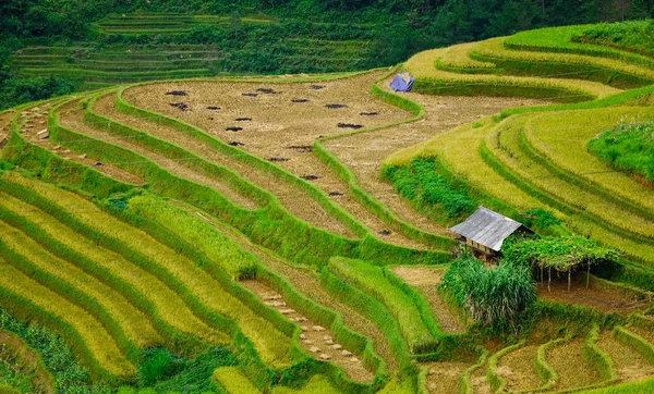 Landschap van terrasvormige rijstvelden in Vietnam — Stockfoto