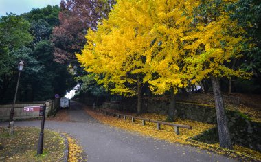 Nara, Japonya - 25 Kasım 2016. Yolun ginkgo ağaçları Nara Parkı, Japonya ile. 1300'ler içinde kurulan Nara Parkı ve Japonya'nın en büyük parklarından biridir.