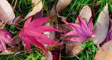 Kırmızı akçaağaç Güz 