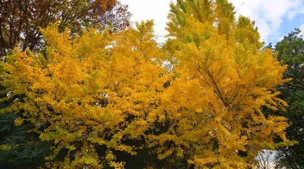 Red Maple Trees Autumn — Stock Photo, Image