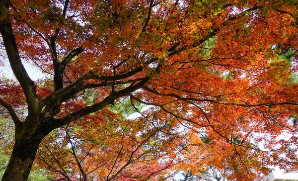 秋の赤いカエデの木 — ストック写真
