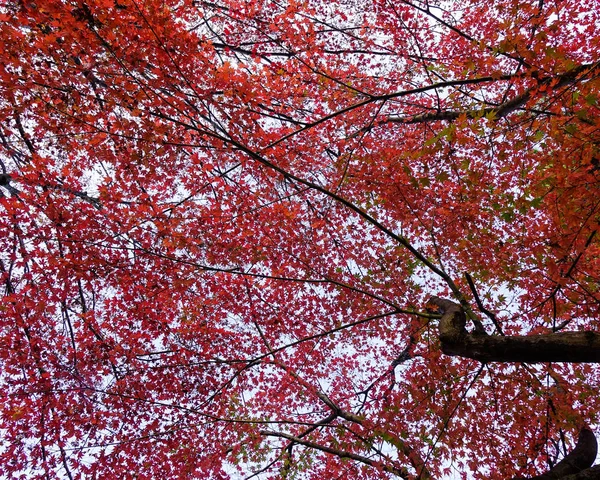 Röd Lönn Träd Höst — Stockfoto