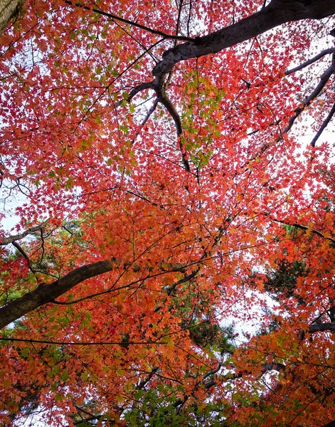 Rote Ahornbäume Herbst — Stockfoto