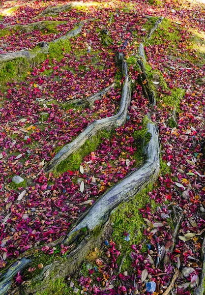 Érable Rouge Automne — Photo