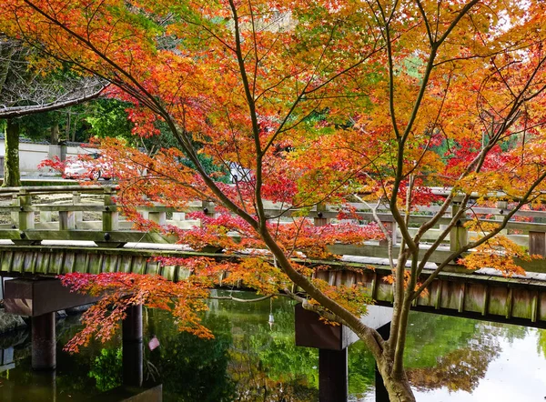 Red maple trees in autumn