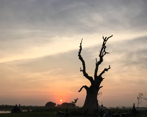 Dead tree at sunrise in Mandalay, Myanmar (Burma).