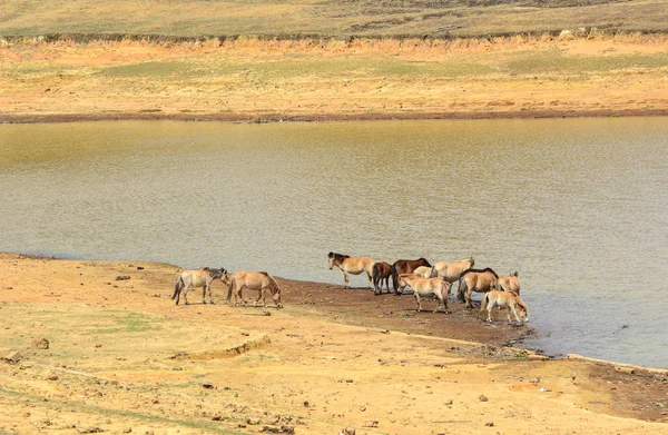 Caballos Agua Potable Dalat Vietnam Dalat Una Ciudad Ubicada Las —  Fotos de Stock