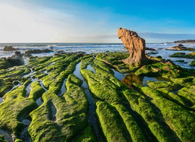 Pastoral tropikal deniz güneşli gün. Mavi gökyüzünün altında yeşil yosun ile güzel bir plaj.