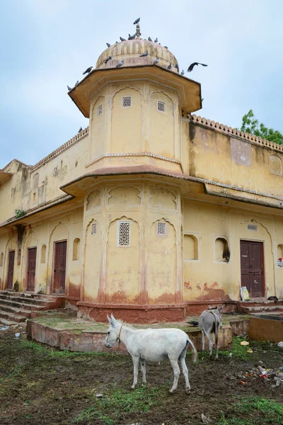 ジャイプール インドのロバと古い建物 ジャイプール ピンクの都市として知られている インドの主要な観光地 — ストック写真