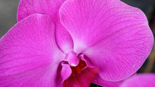 Fialový Květ Orchideje Kvetoucí Parku Zavřených — Stock fotografie