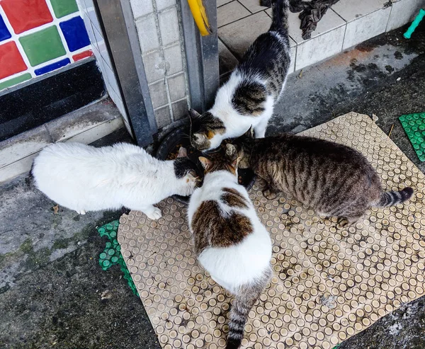 Cats eat dry food on the street in Taipei, Taiwan.