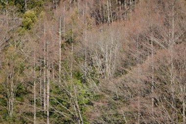 Kurumuş ağaç orman mavi gökyüzünde güneşli gün altında.