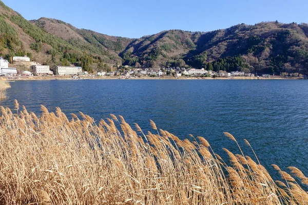 Torkat Gräs Kawaguchi Sjö Japan Kawaguchisjön Beläget Södra Yamanashi Prefektur — Stockfoto