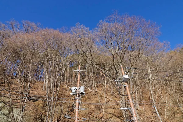 Árvore Seca Sob Céu Azul Com Coluna Eletricidade Dia Ensolarado — Fotografia de Stock